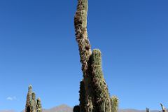 13 Charlotte Ryan Next To A Giant Cactus At Pucara de Tilcara In Quebrada De Humahuaca